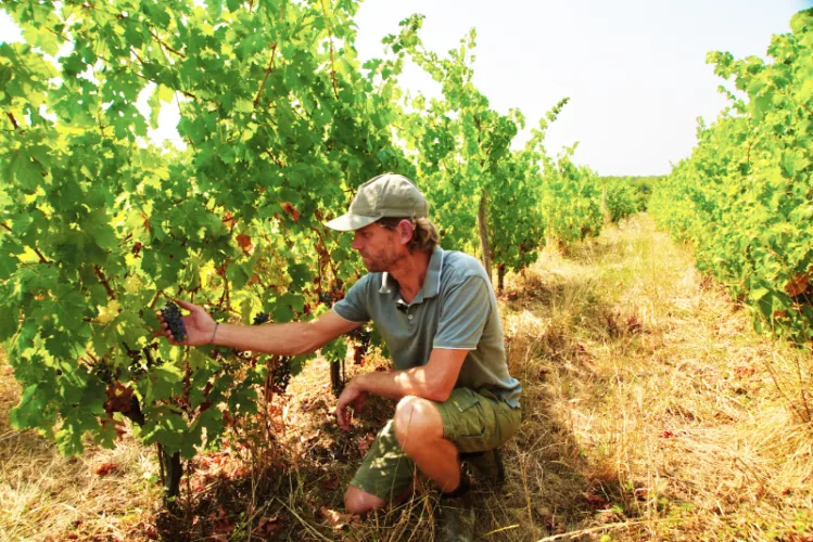 Wildfires near  Bordeaux bring  more troubles  to wine industry